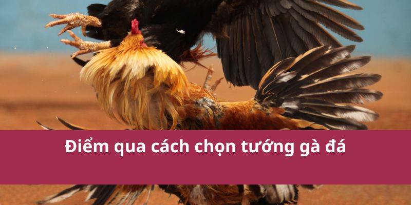 Điểm qua cách chọn tướng gà đá