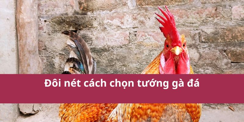 Đôi nét cách chọn tướng gà đá