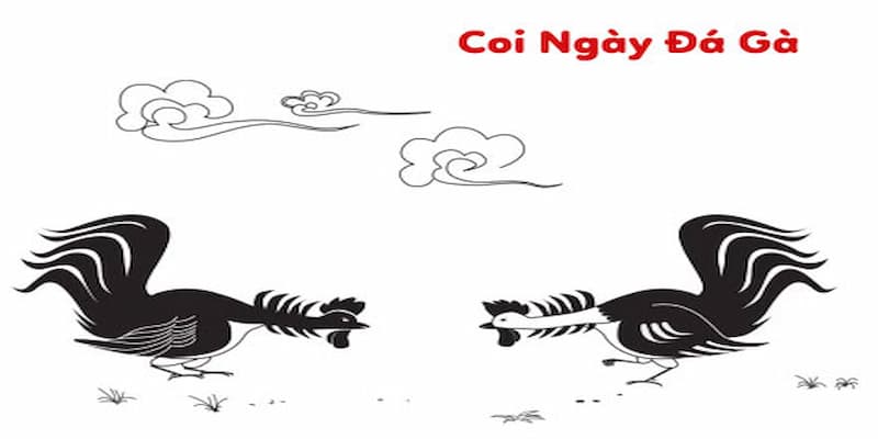 Tầm quan trọng của bí kíp xem ngày đá gà khi giải trí