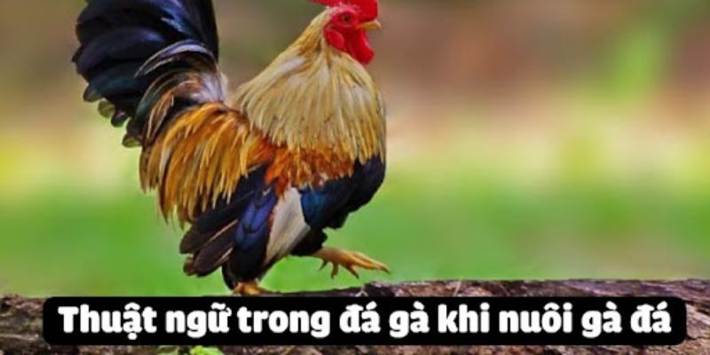 Giới thiệu đến bạn đọc một vài thuật ngữ khi huấn luyện