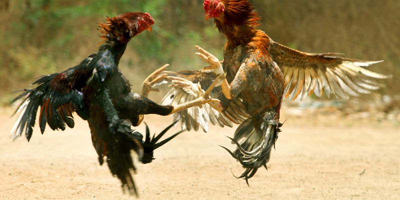 Lưu ngay mẹo chơi đá gà thông minh để thắng lớn
