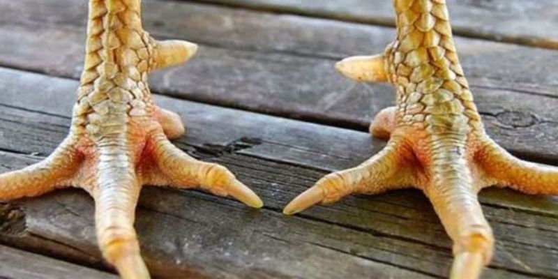 Trả lời cho câu hỏi thắc mắc về vảy gà quý là gì