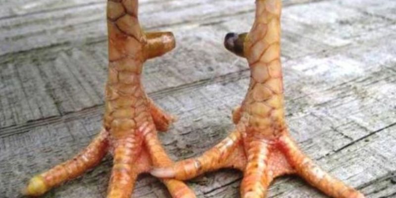 Liệt kê những nguyên nhân vảy gà quý được nhiều người chọn
